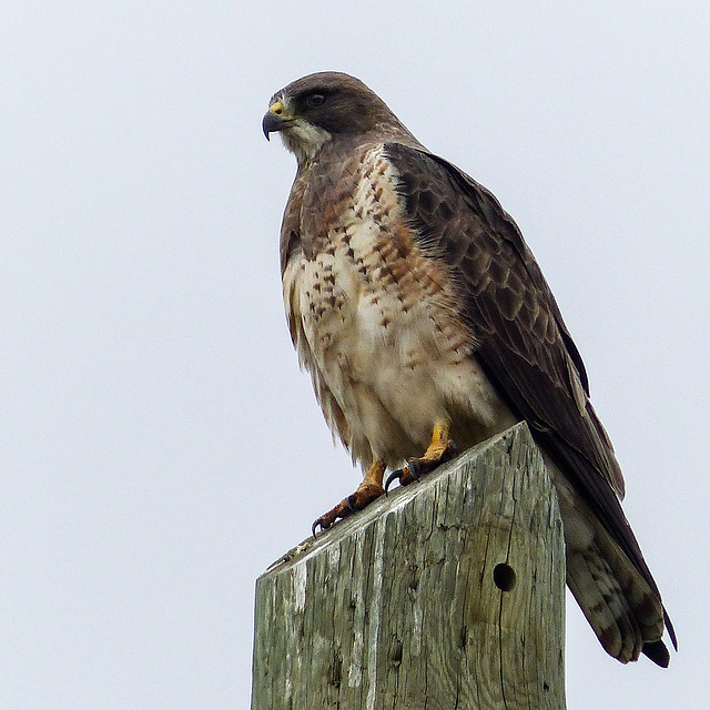 Swainson's Hawk