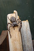 Huntsman