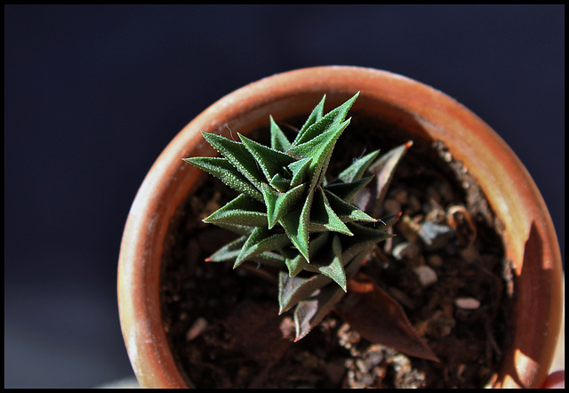 Haworthia tortuosa  v. curta (14)