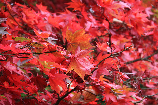 Autumn colour