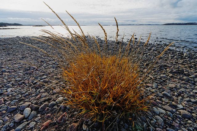 Herbes et galets