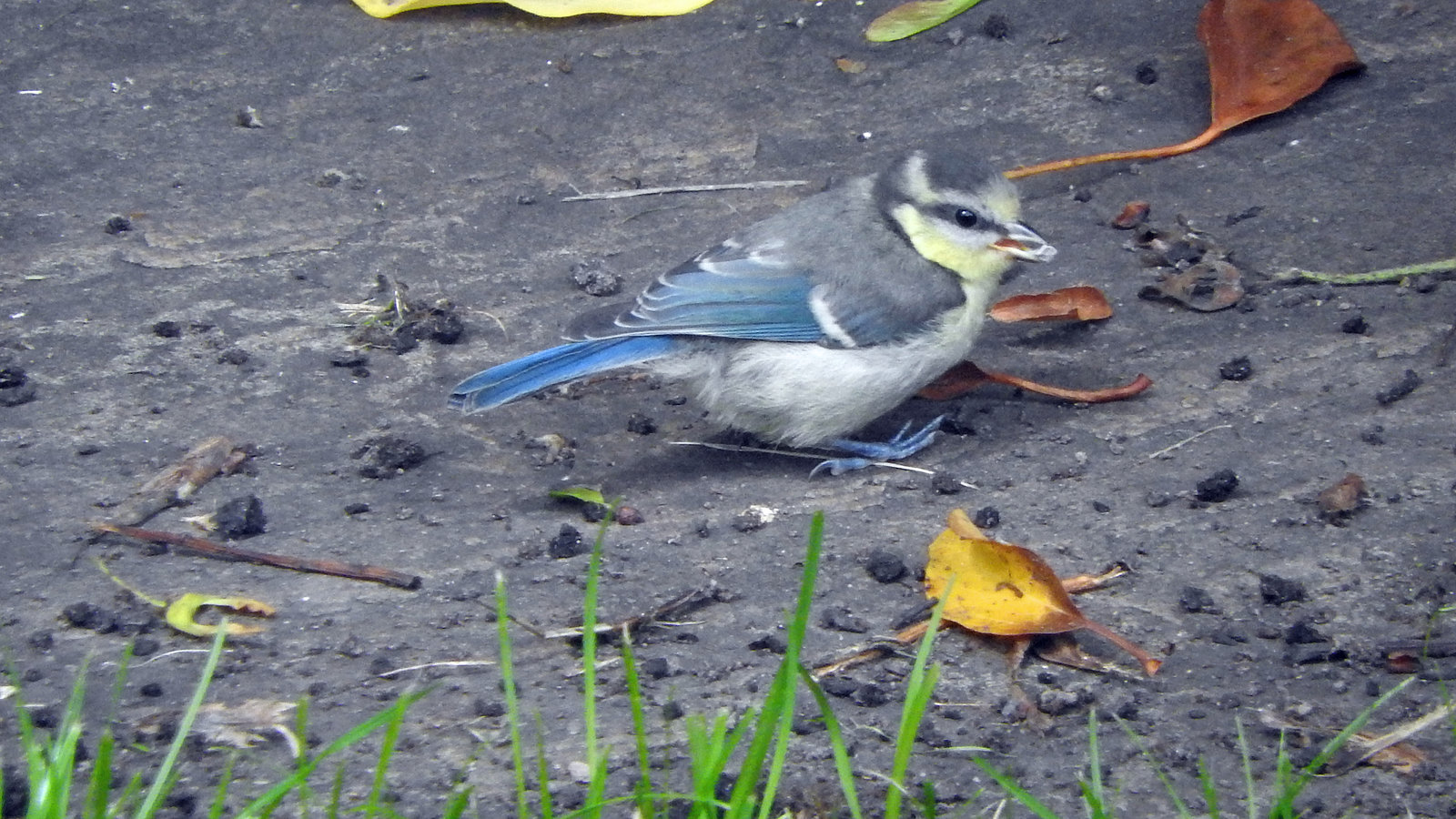 Newly fledged Blue Tit