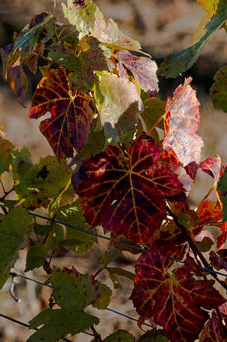 l'automne dans le vignoble Beaujolais