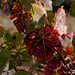 l'automne dans le vignoble Beaujolais