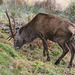 Red Deer,Glen Etive 1st November 2010