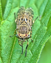 Clegg Fly....Amazing Eyes