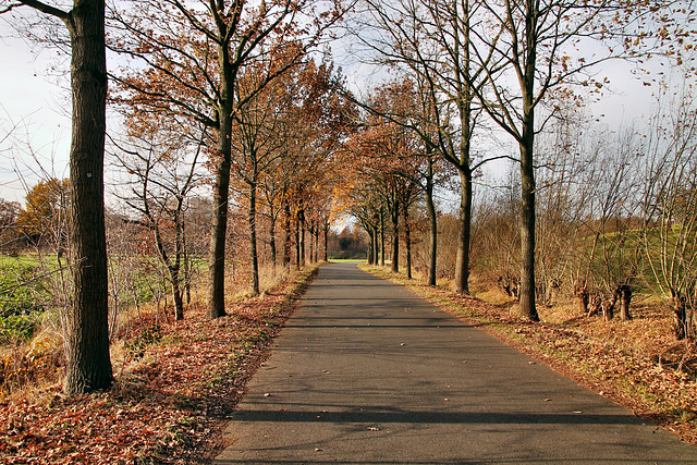 Im Hampffeld (Oer-Erkenschwick) / 1.12.2018