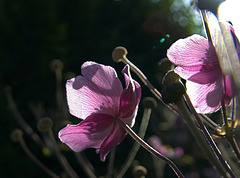 Japanese Anemone