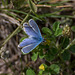 Common blue butterfly3