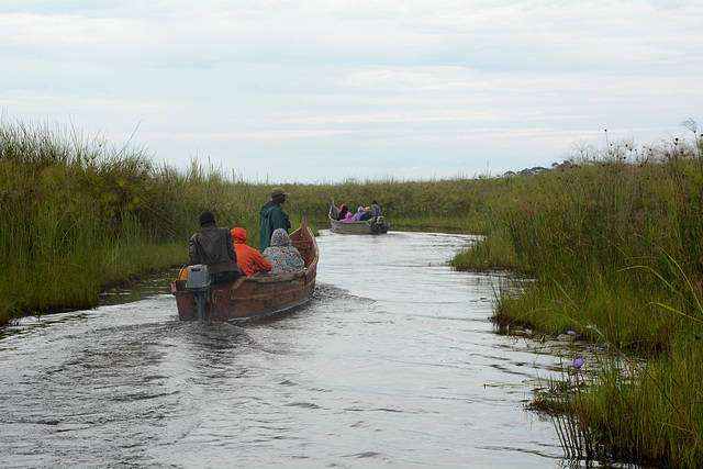 Uganda, Mabamba Wetlands, In Searching for the Elusive Shoebill