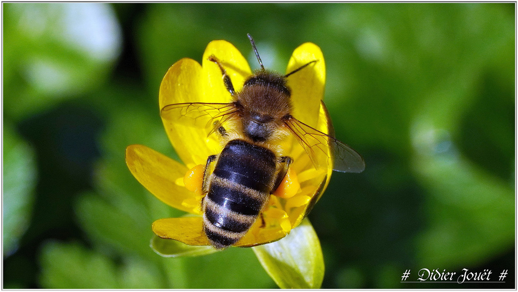 Abeille / Bee