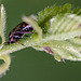 20110519 2888RMw [D~MI] Insekt, Großes Torfmoor, Hille-1