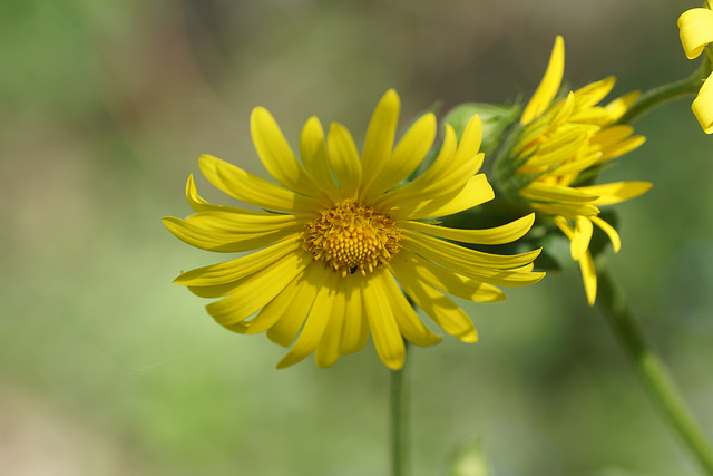 Blüten im Wald