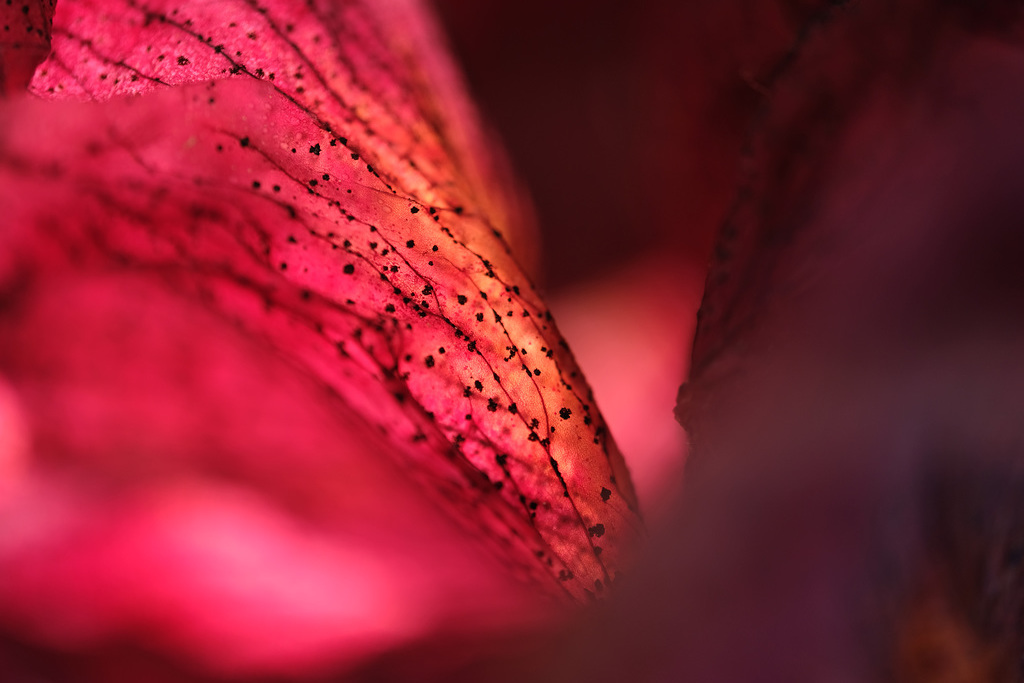 DSCF9451