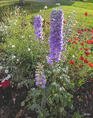 Mixed Flowers