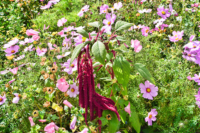 Garten-Amarant (Amaranthus caudatus)