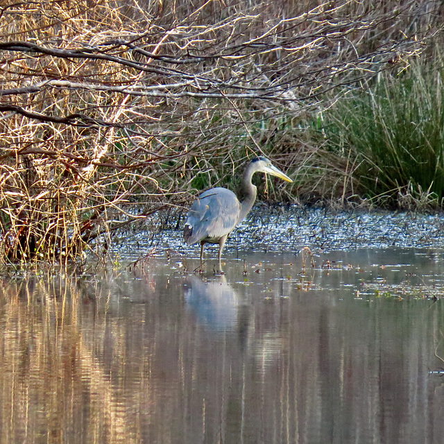 Great blue heron - 2