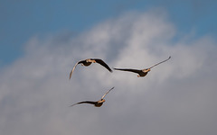 Greylag geese