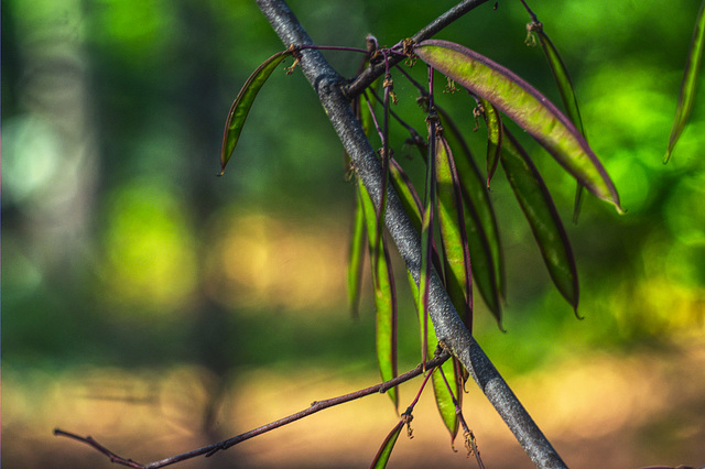 Redbud Pods