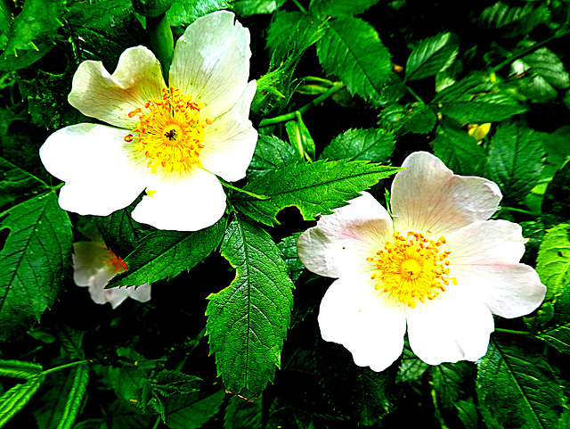 Wild roses