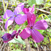 Silberblatt (Lunaria)