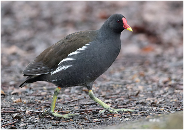 EF7A3259-CR2 DxO DeepPRIME Moorhen