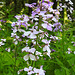 20230531 0420CPw [D~LIP] Nachtviole (Hesperis matronalis9, UWZ, Bad Salzuflen