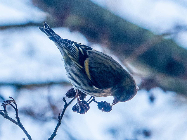 Siskin