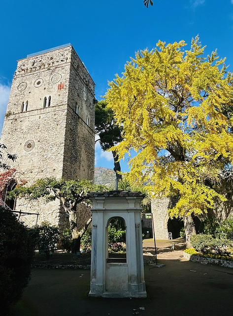 The medioeval tower and a giant Ginko Biloba.