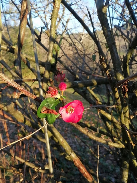 Chez moi, le 31! In my garden on 31 December! [EXPLORER]