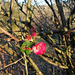 Chez moi, le 31! In my garden on 31 December! [EXPLORER]