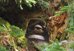 Höhlenbewohner in einer Baumwurzel (PiP)