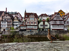 Gans nah am Wasser, Schwäbisch Hall