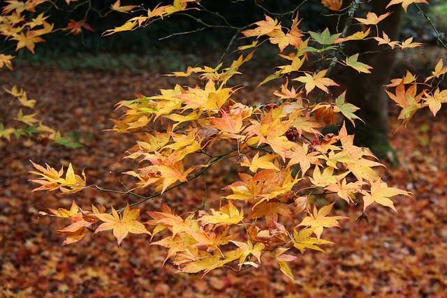 Autumn colour