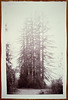 Redwoods in Fog