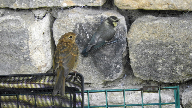 Blue Tit and ?