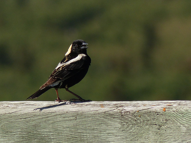 Bobolink male