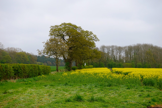 Fields near Gnosall