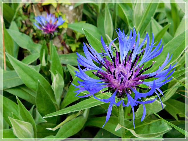 Bleuet ou Centaurée............avec note  Très bon weekend.