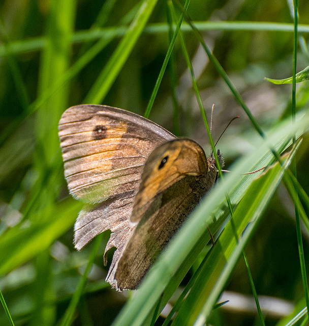 Gatekeeper butterfly
