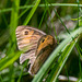 Gatekeeper butterfly