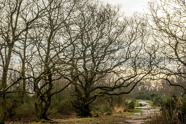 Bidston Hill 8