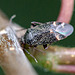 20110519 2901RMw [D~MI] Insekt, Großes Torfmoor, Hille-1
