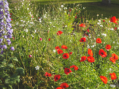 Mixed Flowers