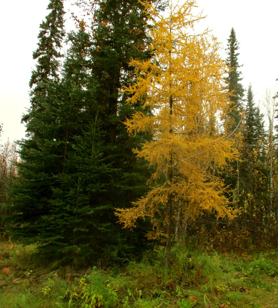 Larix laricina