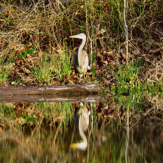 Great blue heron - 1