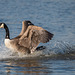 Canada goose