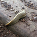 Slug (1)