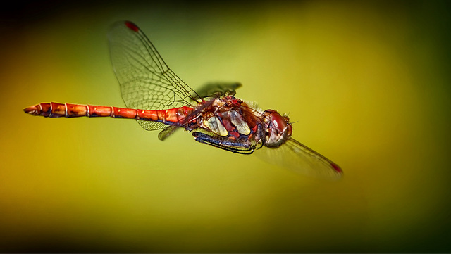 Sympetrum striolatum (PiP)