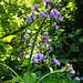 20230531 0421CPw [D~LIP] Nachtviole (Hesperis matronalis), UWZ, Bad Salzuflen